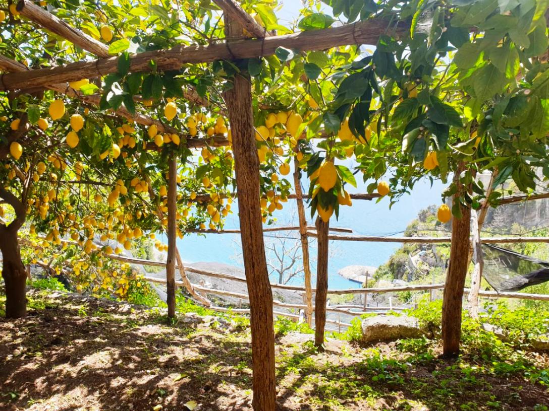 Sentiero dei Limoni tra Atrani e Ravello